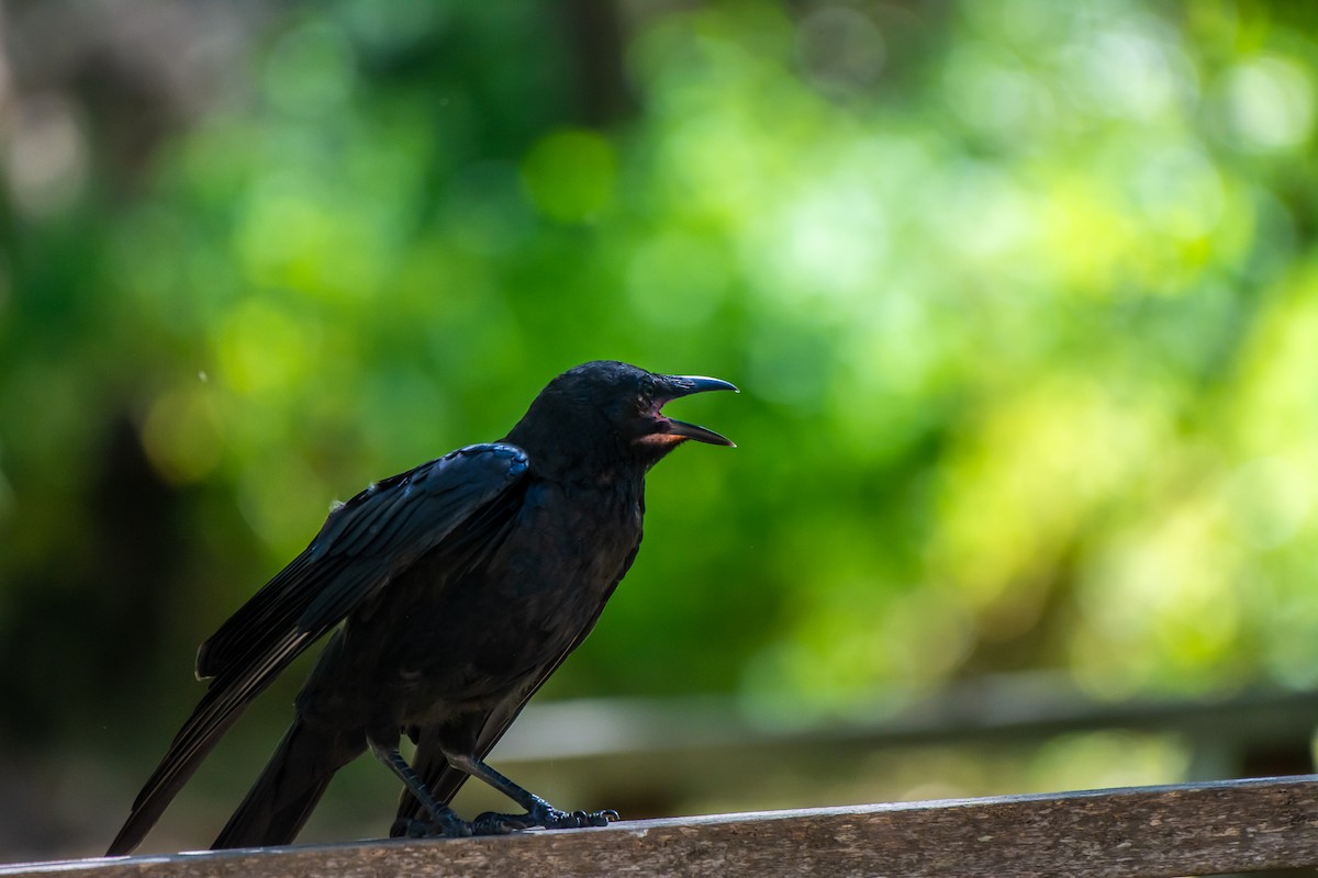 ミナミコワタリガラス - ML647119691