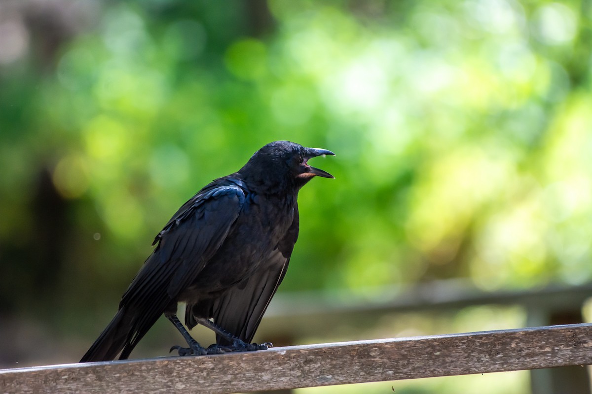 ミナミコワタリガラス - ML647119692