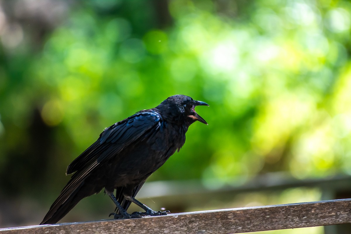 ミナミコワタリガラス - ML647119693