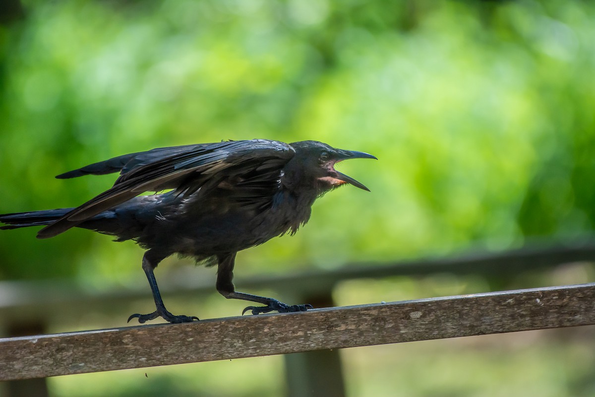 ミナミコワタリガラス - ML647119694