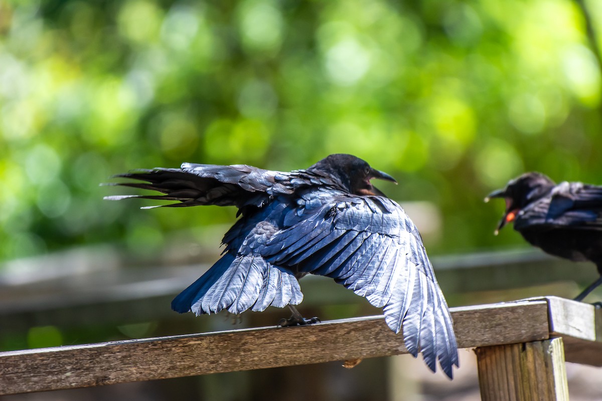 ミナミコワタリガラス - ML647119695