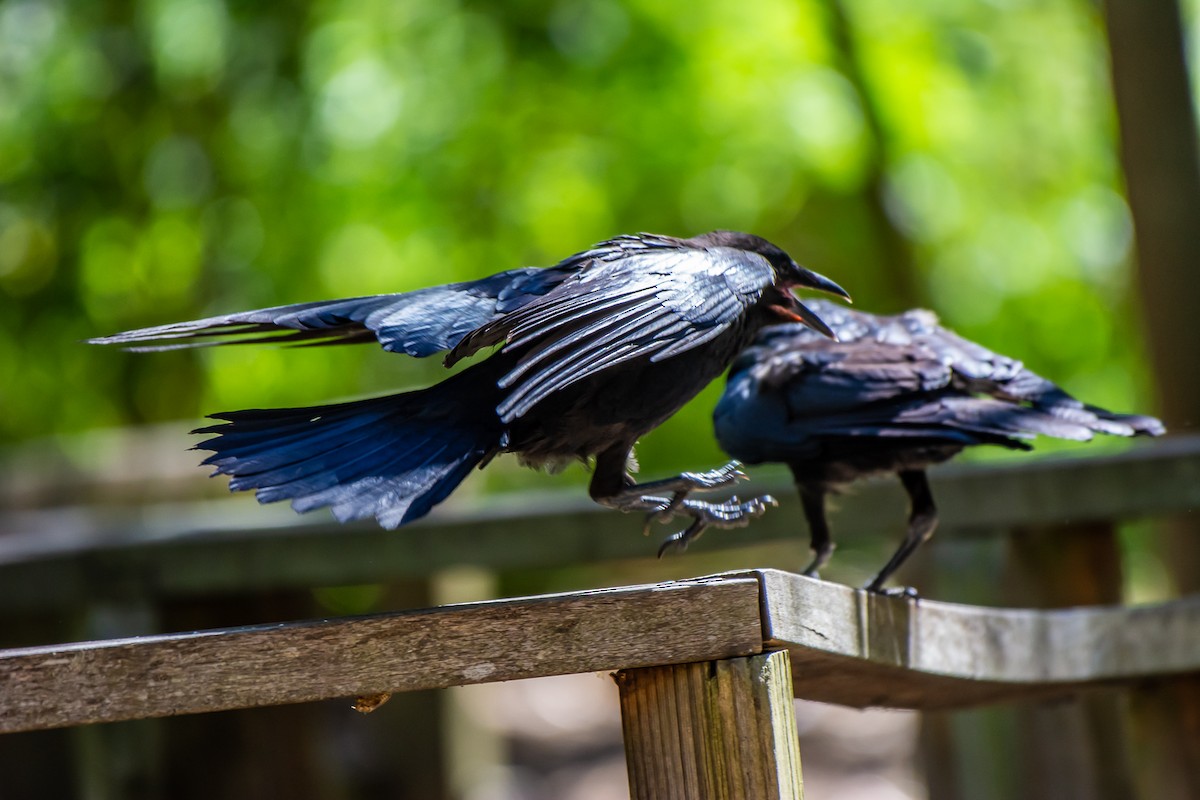 ミナミコワタリガラス - ML647119696