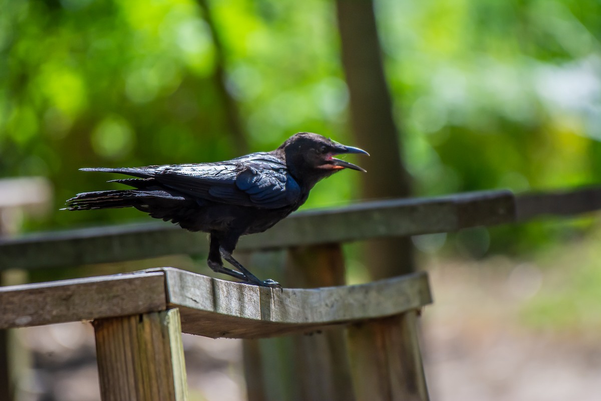 ミナミコワタリガラス - ML647119697