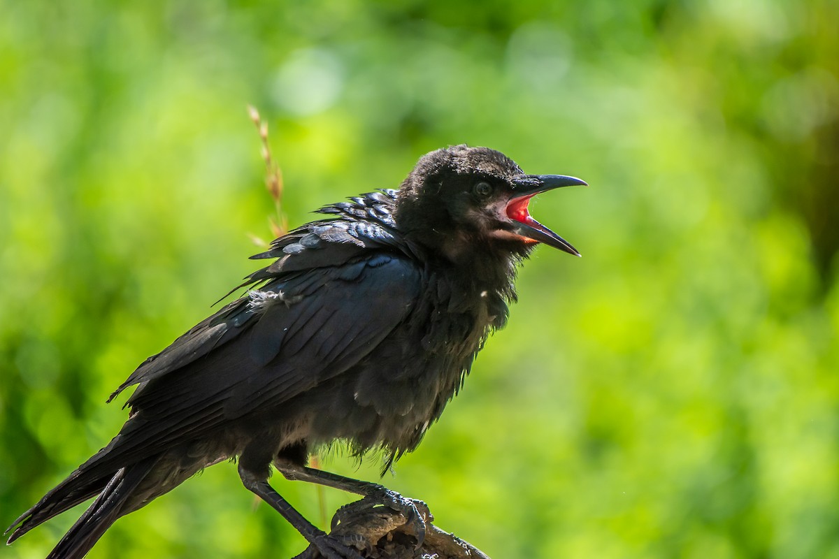 ミナミコワタリガラス - ML647119698