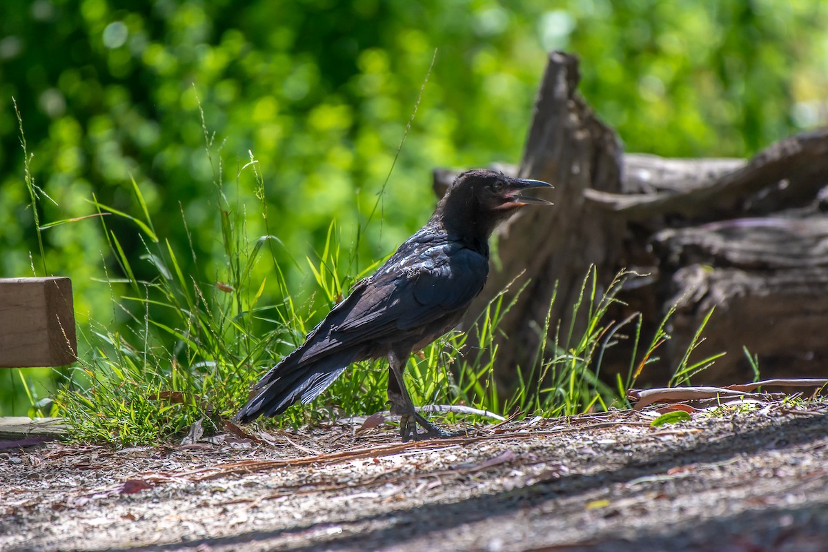 ミナミコワタリガラス - ML647119699