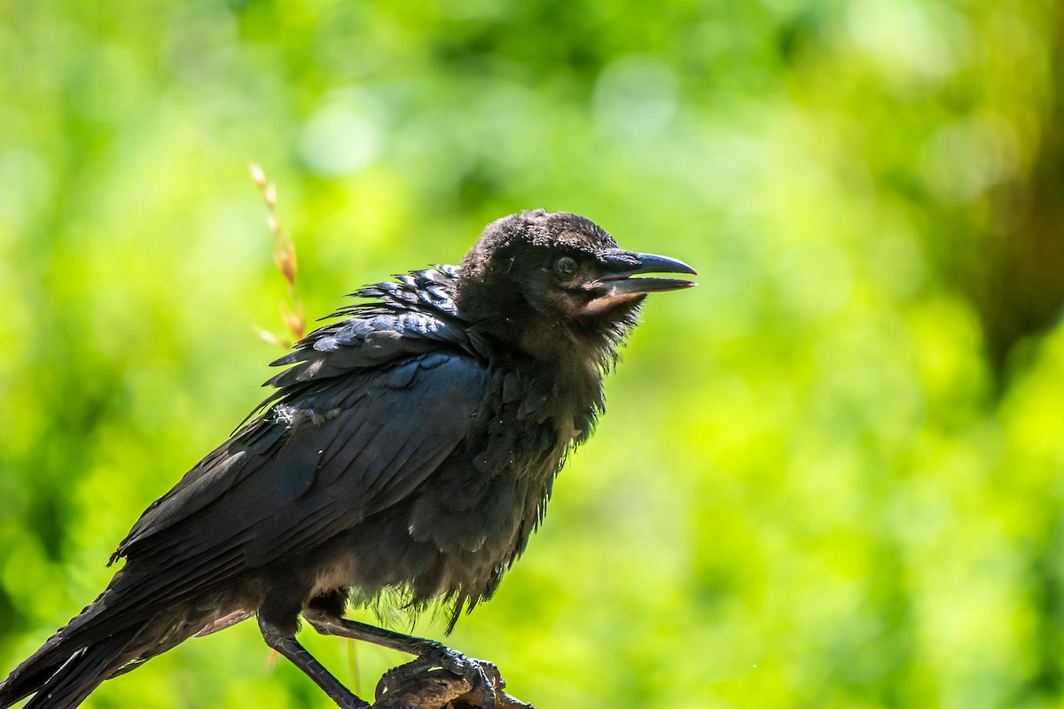 ミナミコワタリガラス - ML647119700