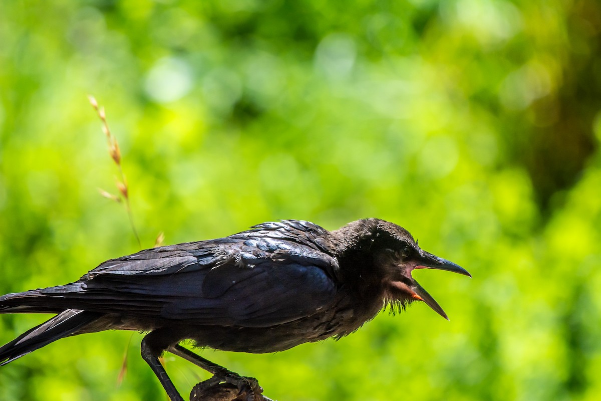 ミナミコワタリガラス - ML647119701