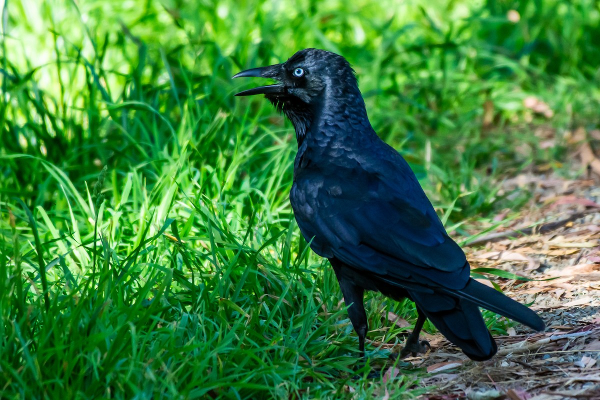 ミナミコワタリガラス - ML647119702