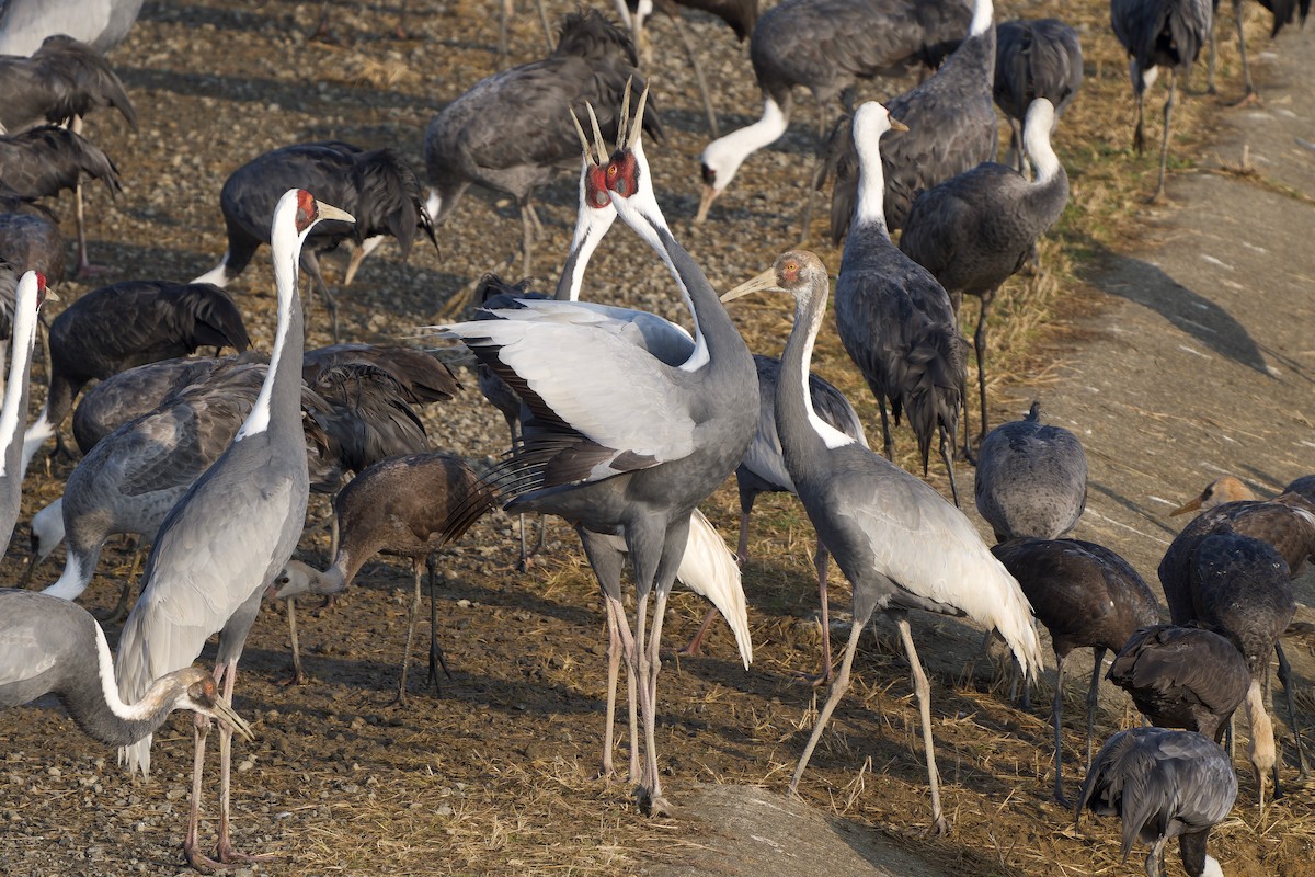 Журавель даурський - ML647119705