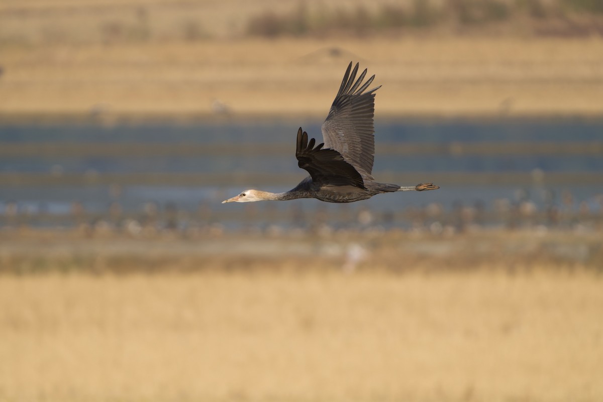 Журавель чорний - ML647119706