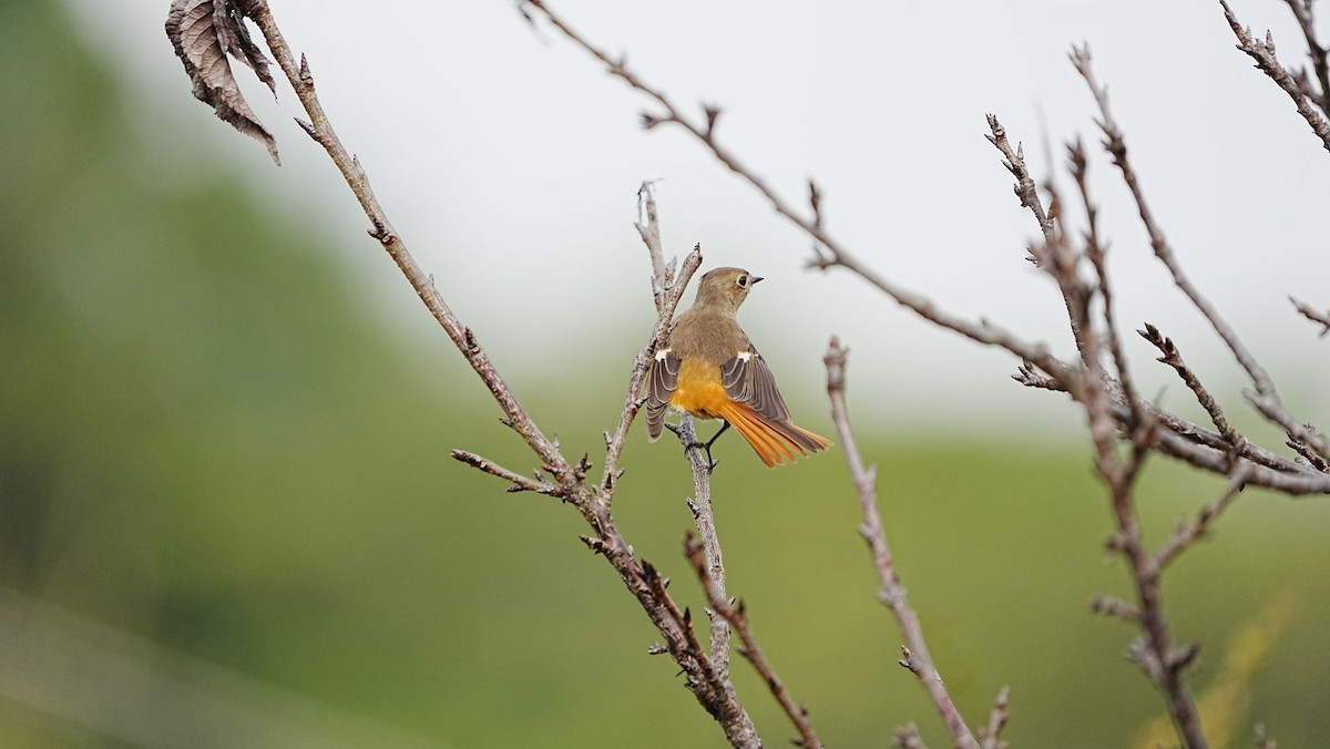 Daurian Redstart - ML647119707