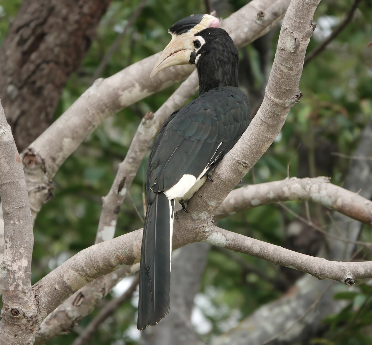 Malabar Pied-Hornbill - ML647119712