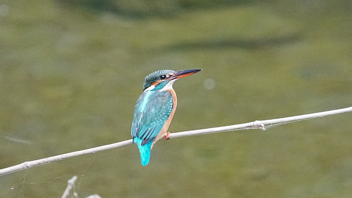 Common Kingfisher - ML647119719