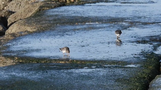 Purple Sandpiper - ML647119720