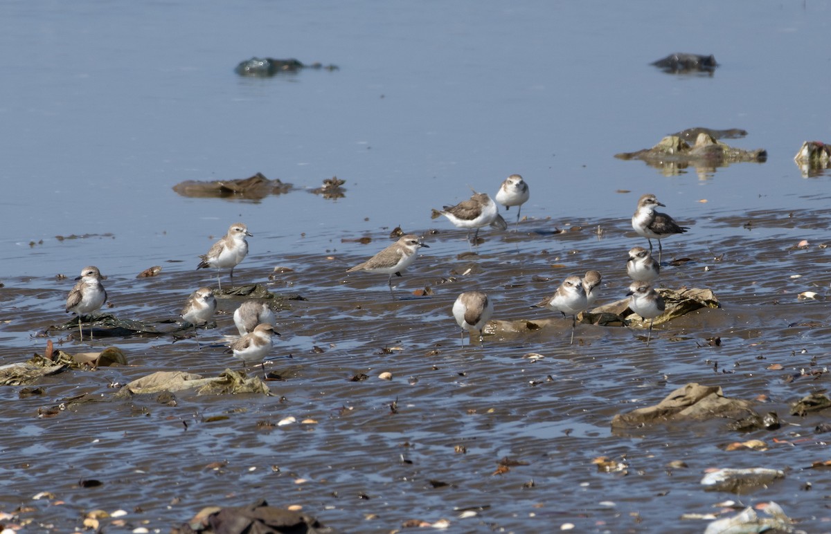 Tibetan Sand-Plover - ML647119721