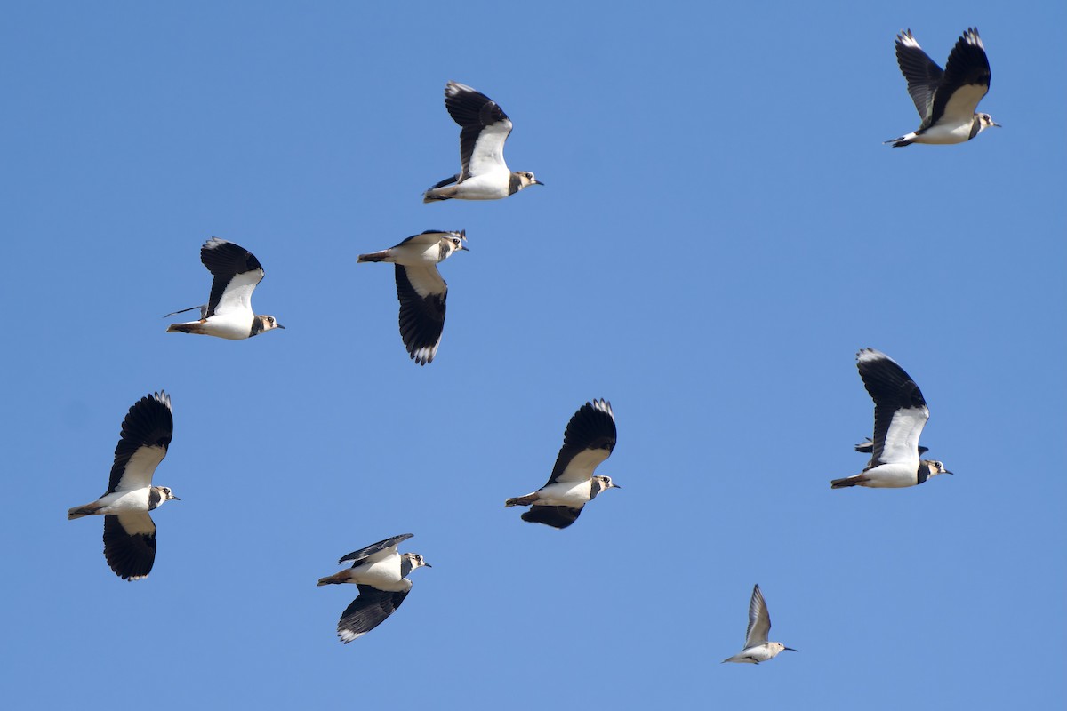 Чайка чубата - ML647119722