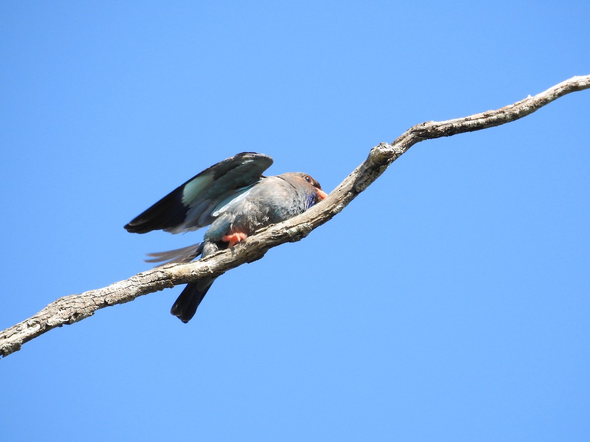 ブッポウソウ - ML647119723