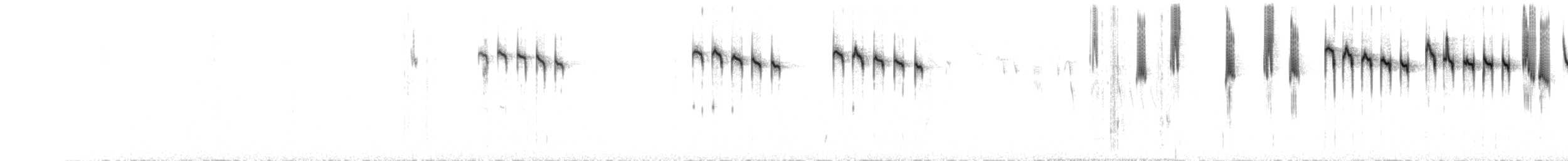 Maluro Coronirrufo - ML647119724