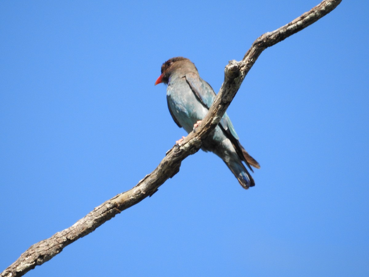 ブッポウソウ - ML647119725