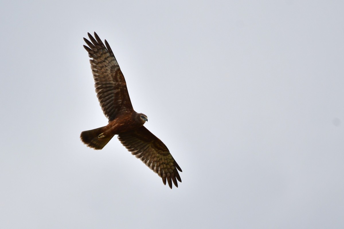 Pied Harrier - ML647119726