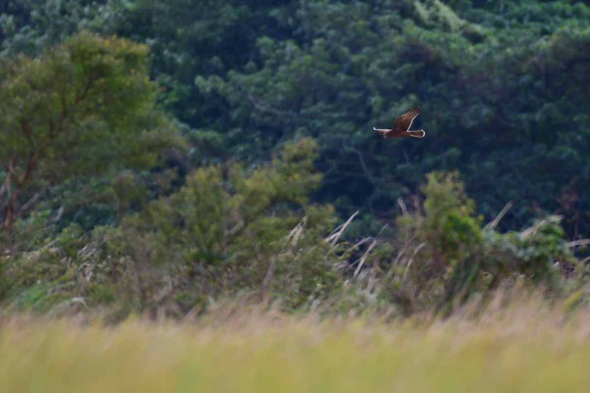 Pied Harrier - ML647119727