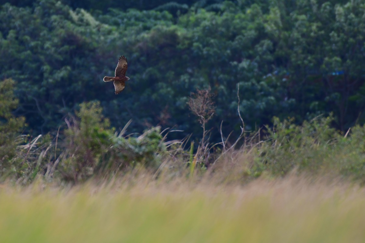 Pied Harrier - ML647119728