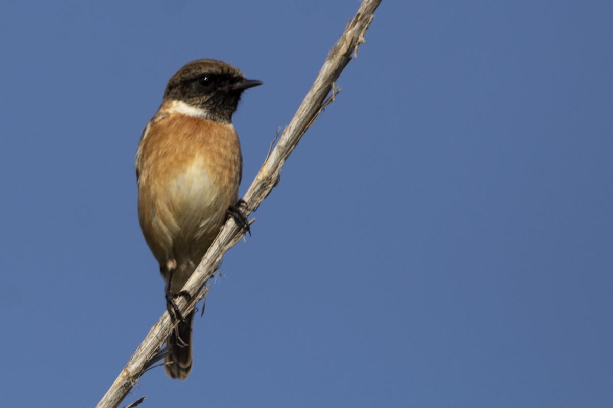European Stonechat - ML647119729