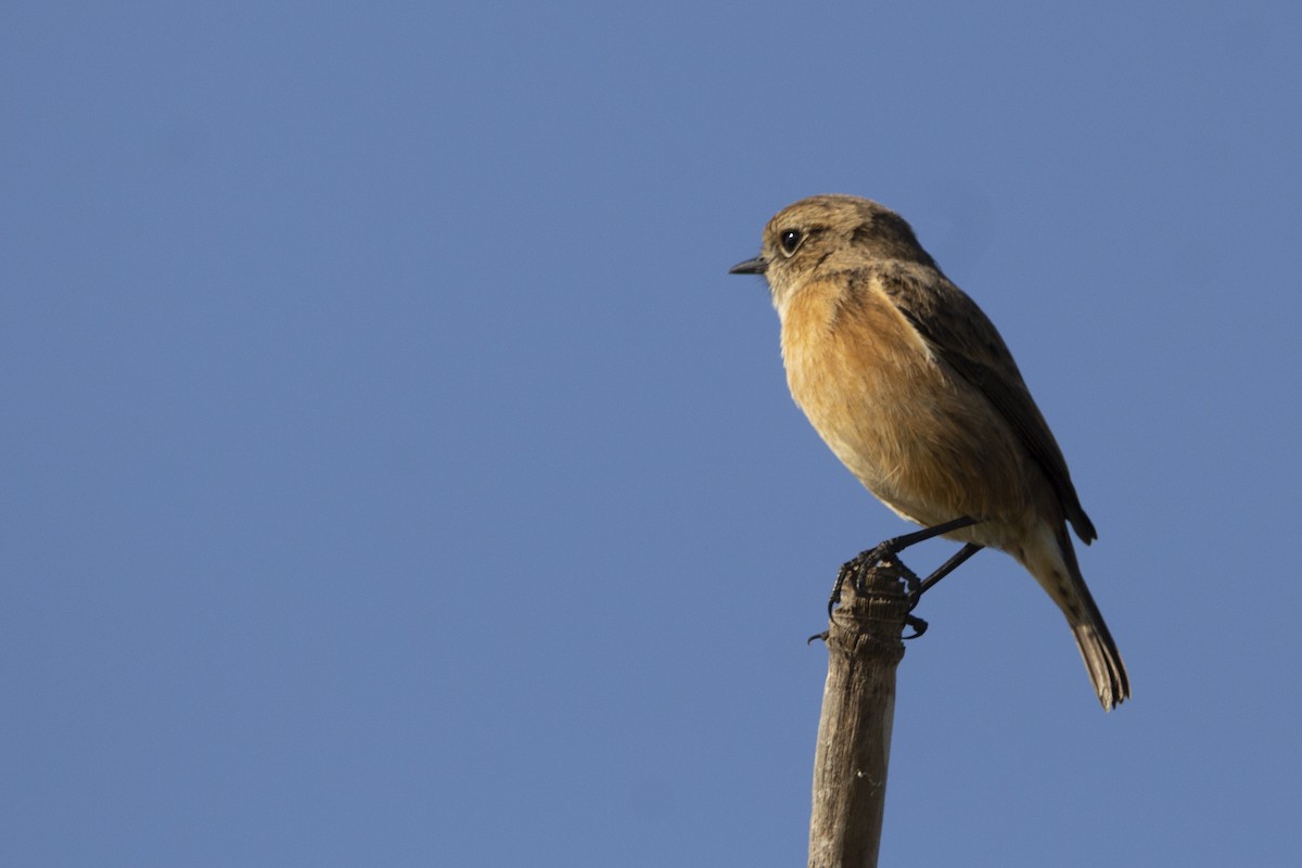 European Stonechat - ML647119730