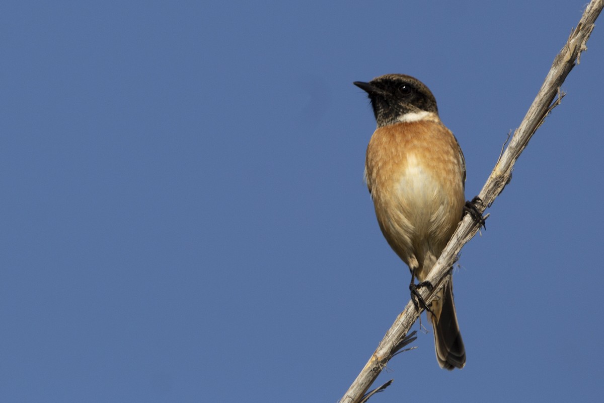 European Stonechat - ML647119731