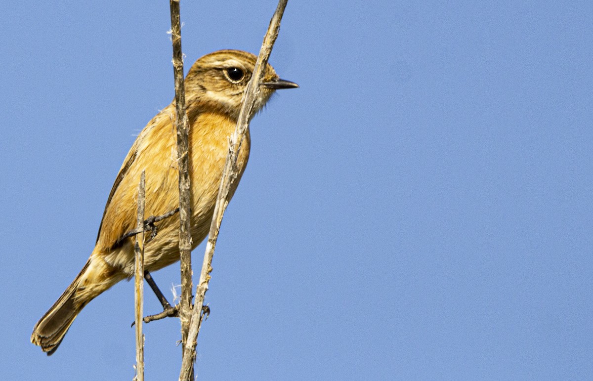 European Stonechat - ML647119732
