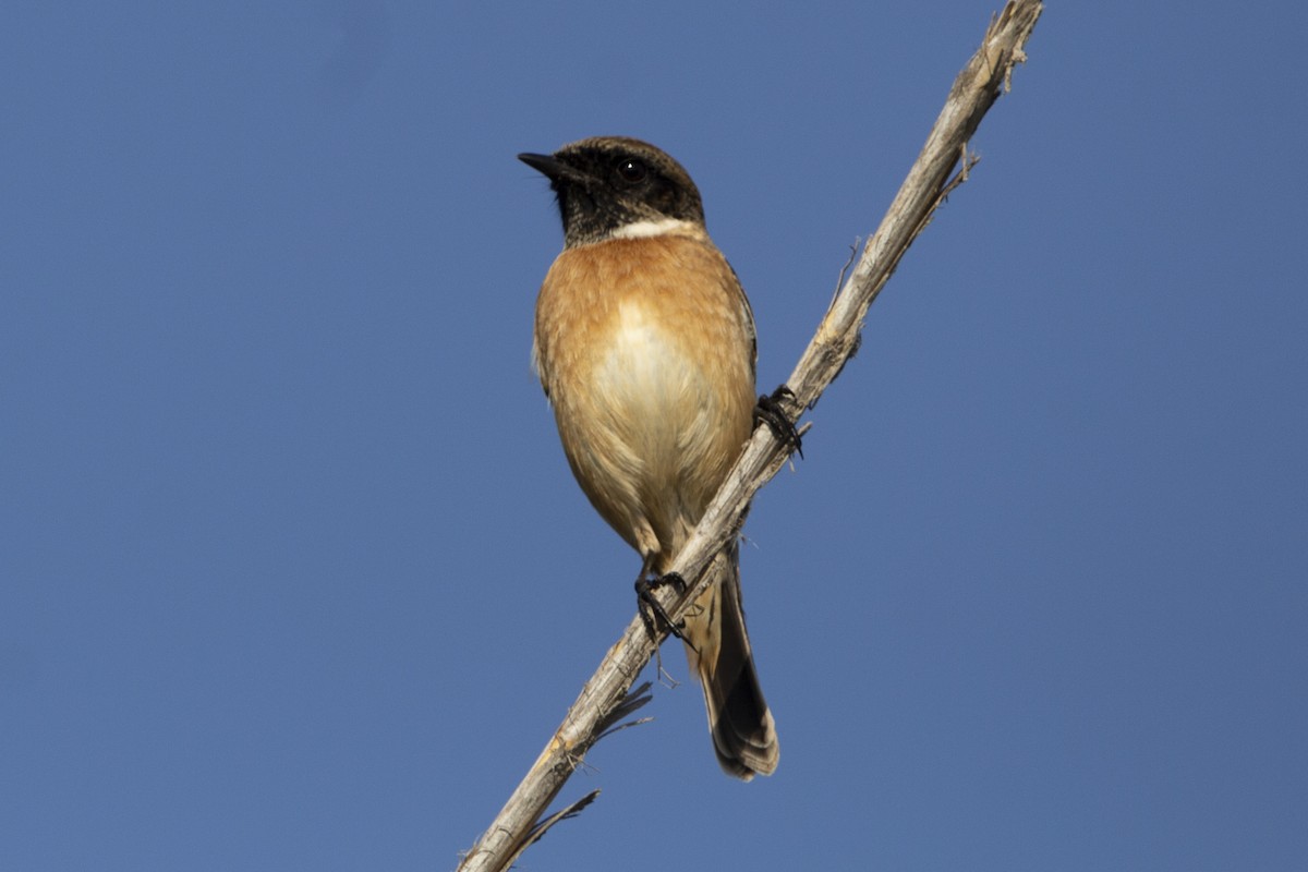 European Stonechat - ML647119734