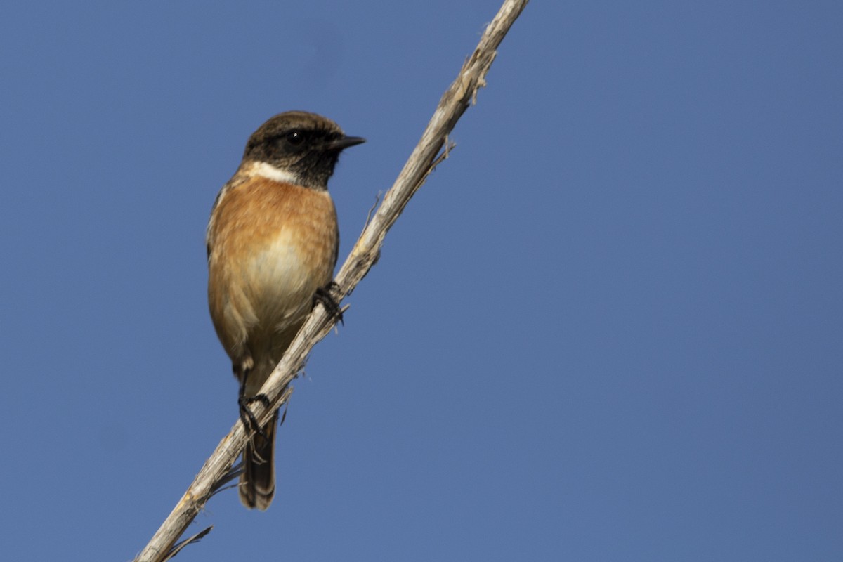 European Stonechat - ML647119735