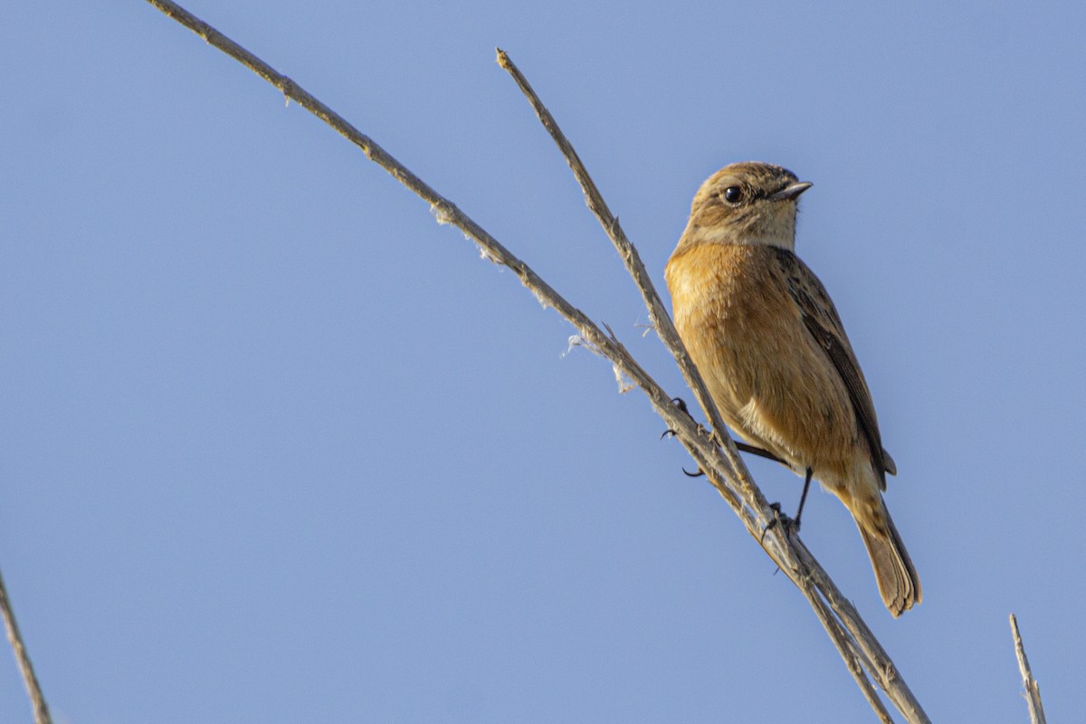 European Stonechat - ML647119736
