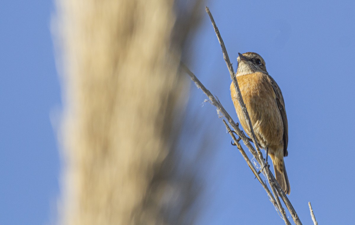 European Stonechat - ML647119737