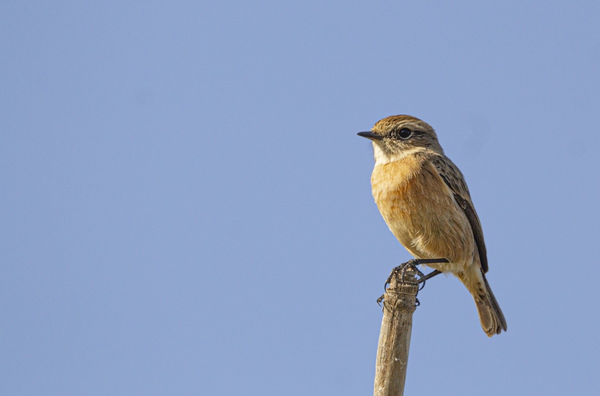 European Stonechat - ML647119738