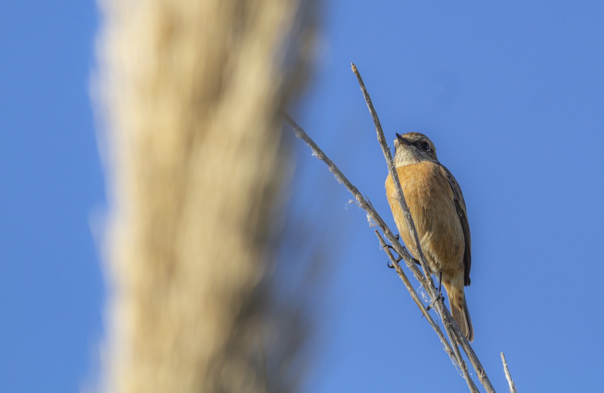 European Stonechat - ML647119739
