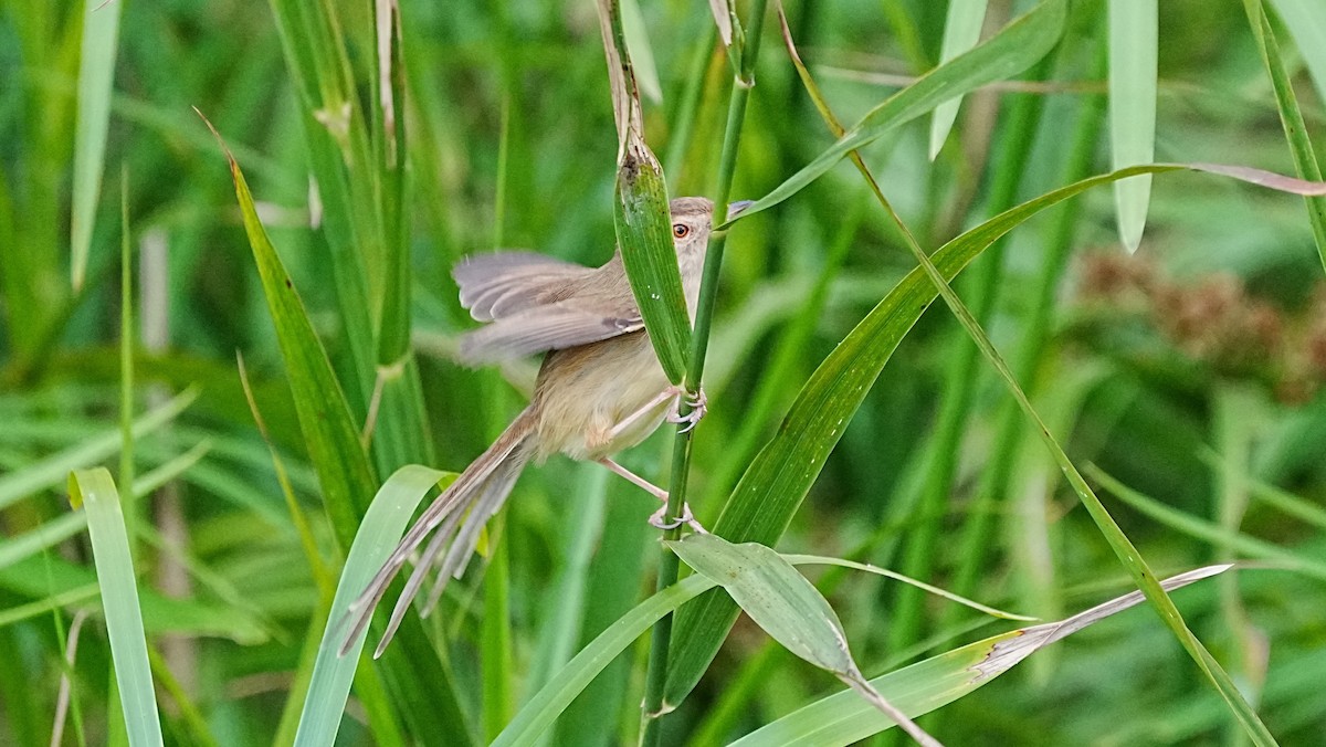 Plain Prinia - ML647119740