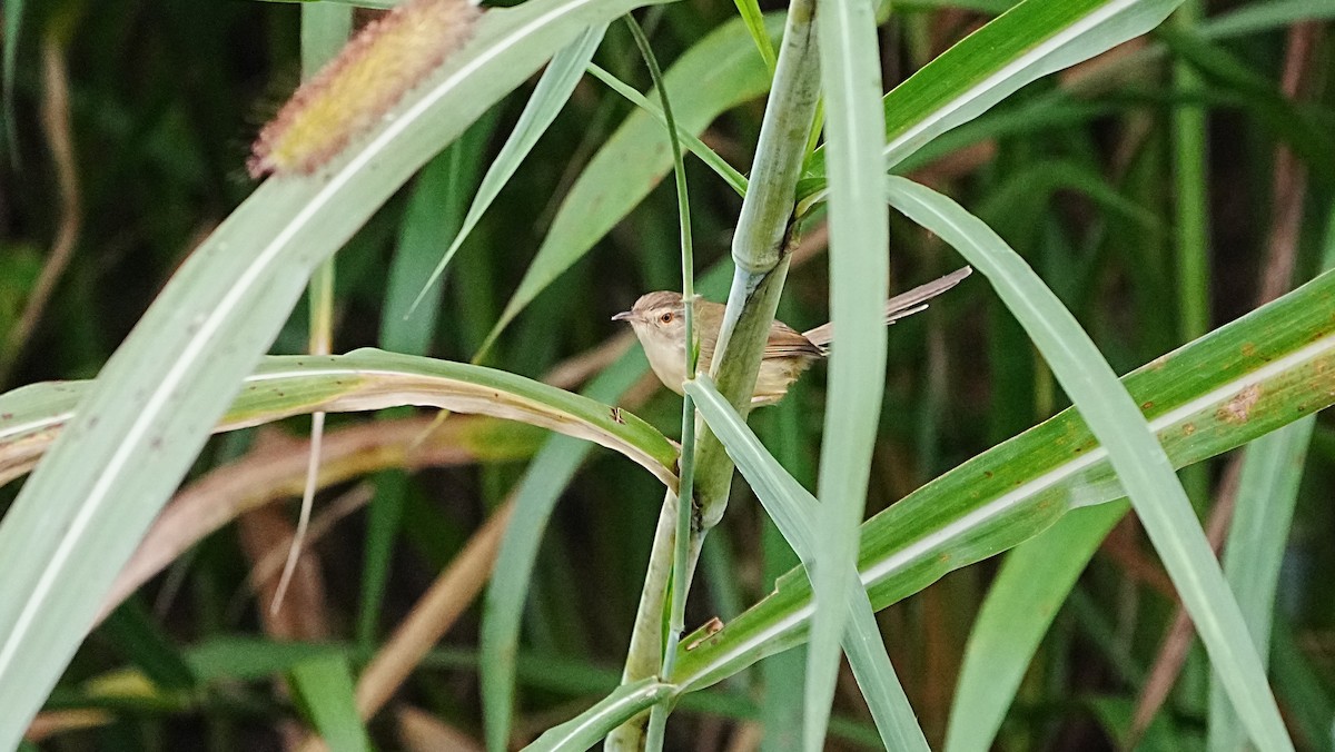 Plain Prinia - ML647119741