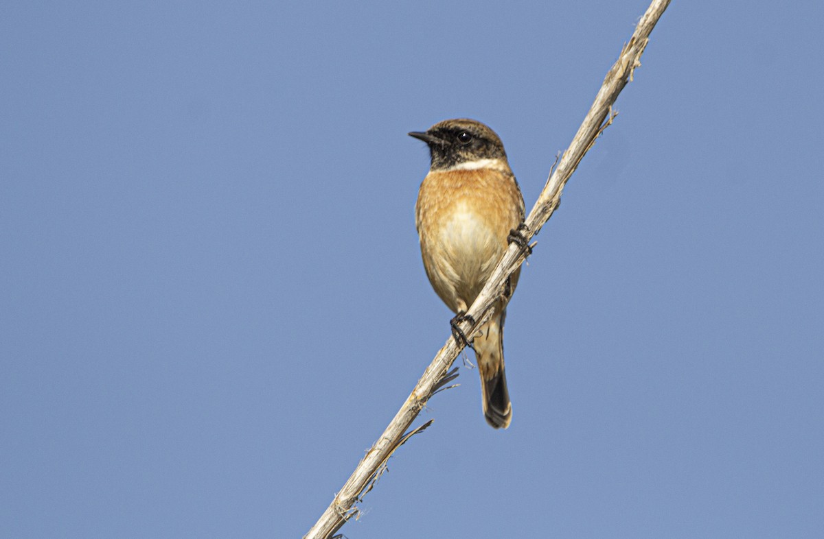 European Stonechat - ML647119742