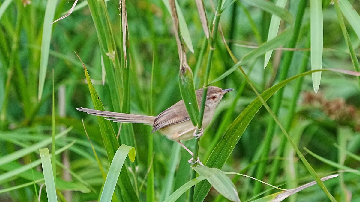 Plain Prinia - ML647119743