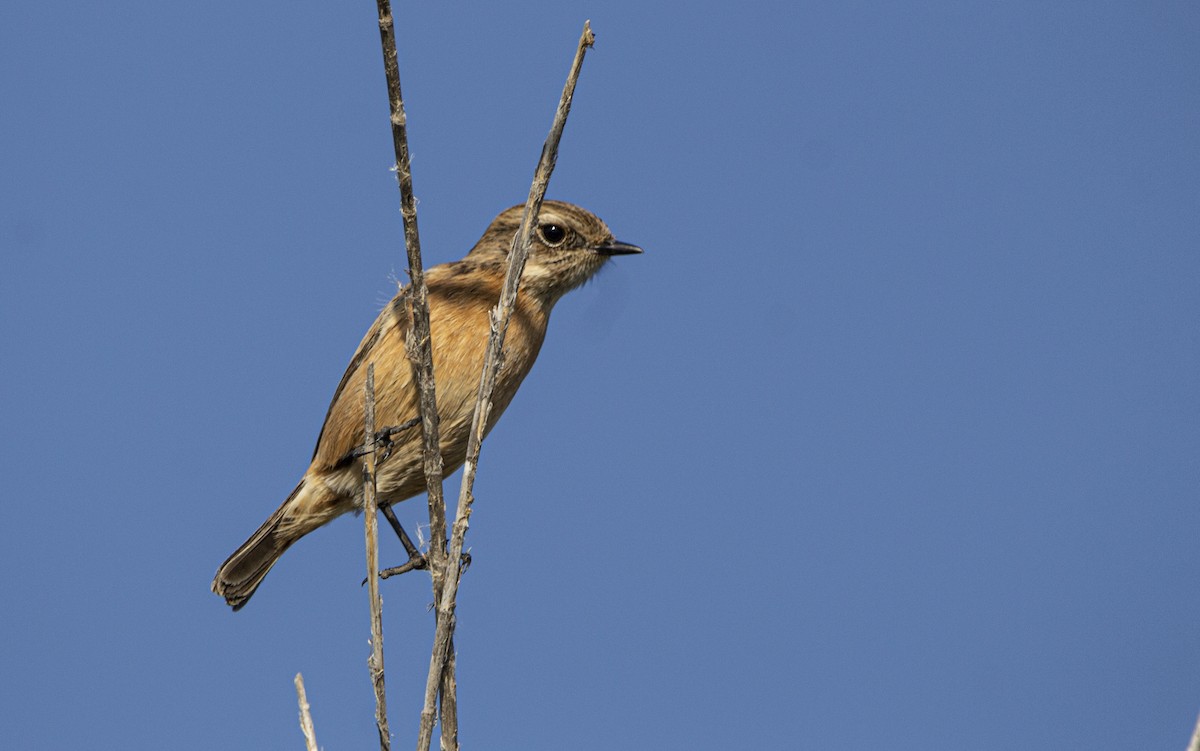 European Stonechat - ML647119744