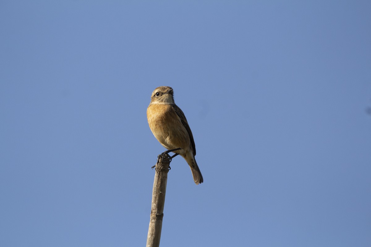 European Stonechat - ML647119745