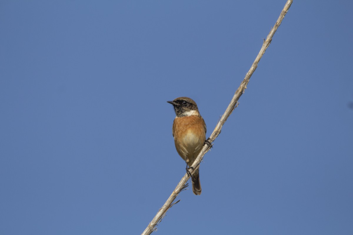 European Stonechat - ML647119746
