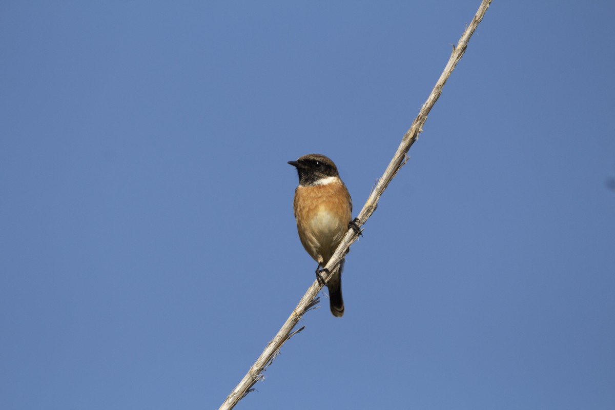 European Stonechat - ML647119747