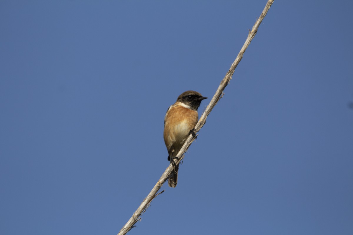 European Stonechat - ML647119748