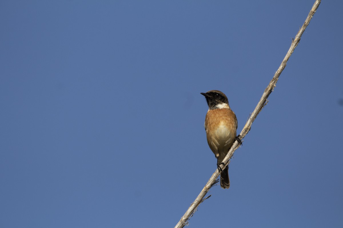European Stonechat - ML647119749