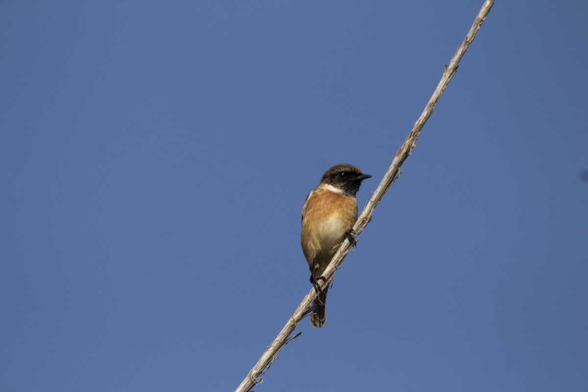European Stonechat - ML647119750