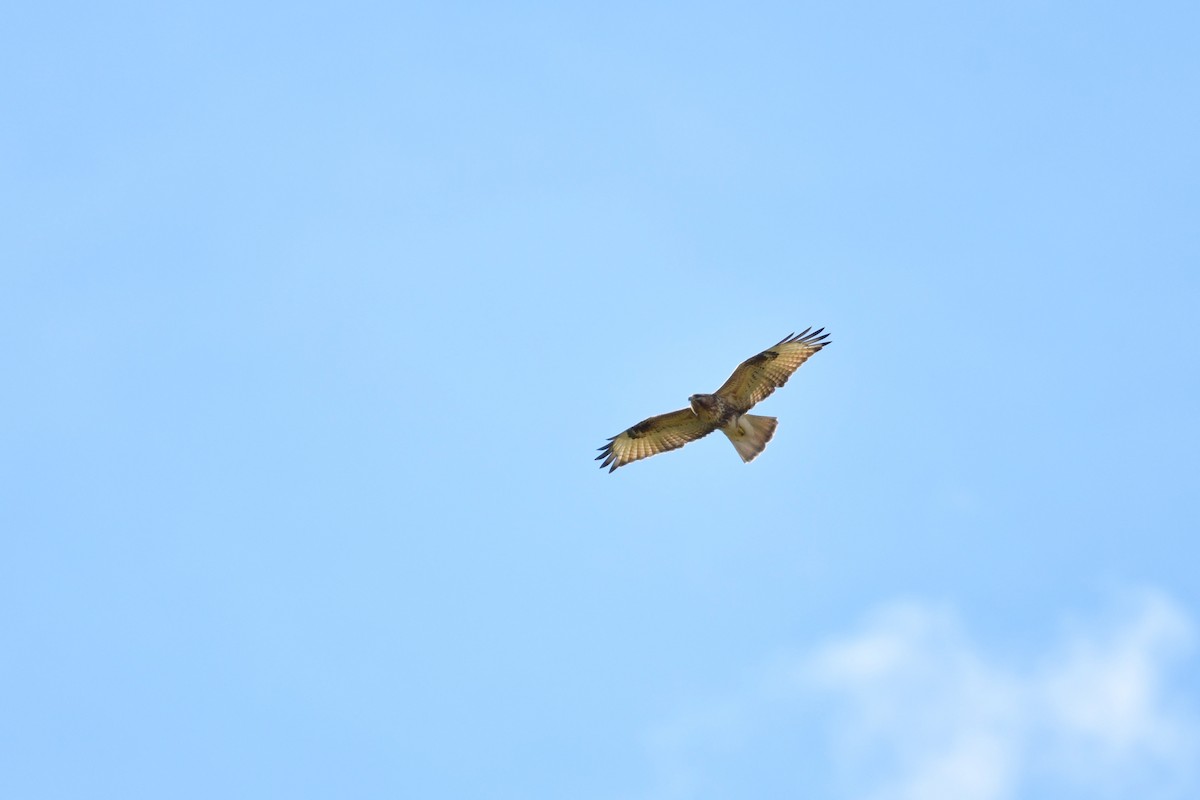 Eastern Buzzard - ML647119752