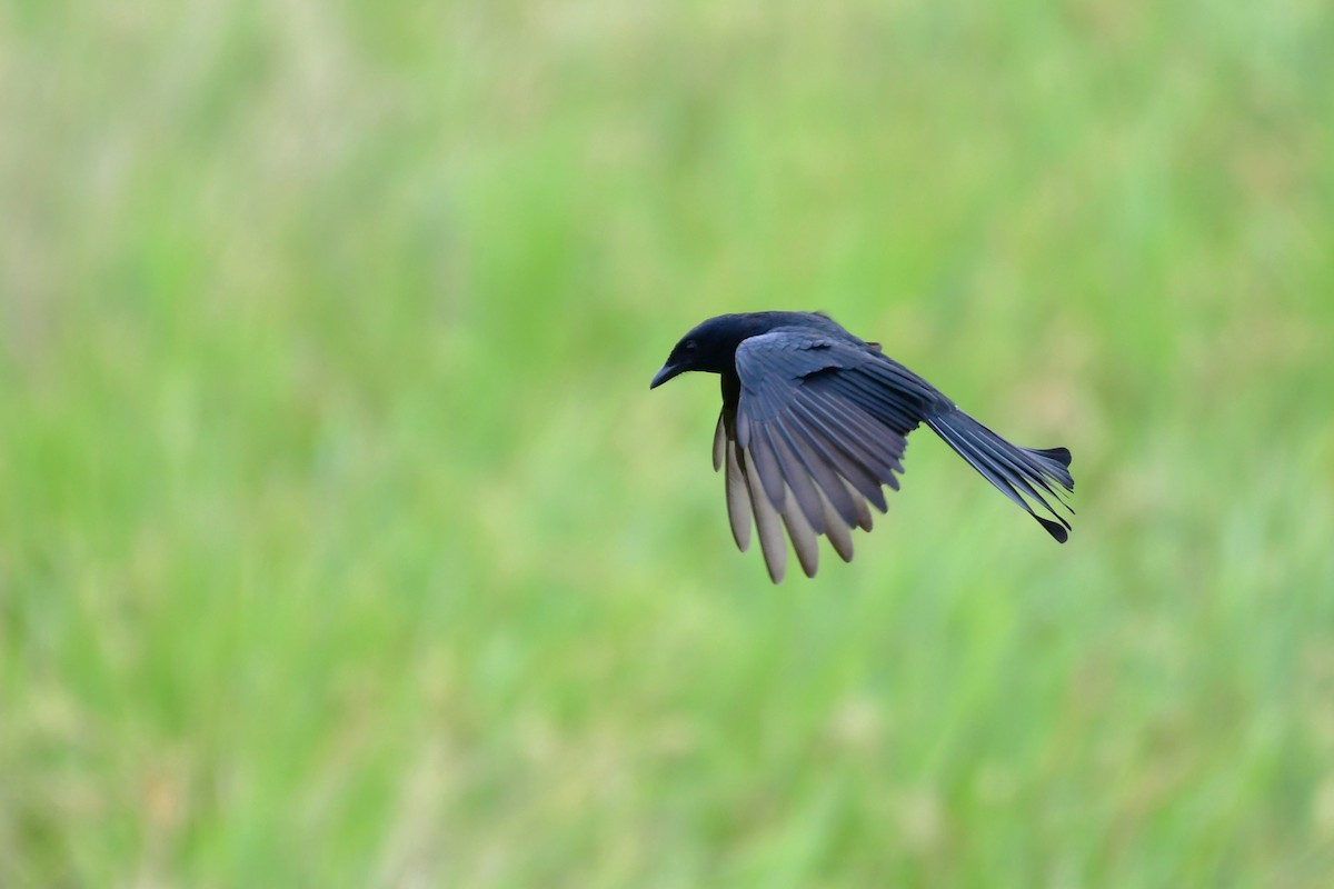Black Drongo - ML647119753