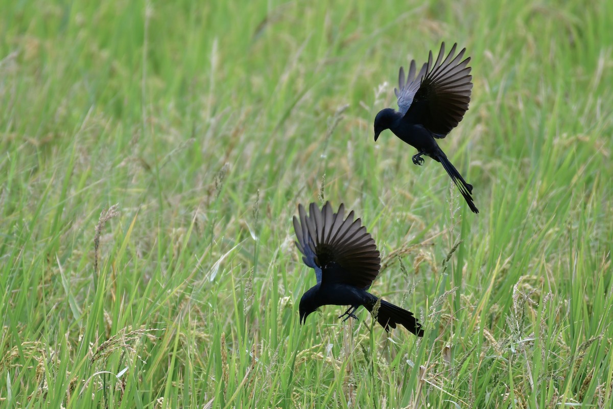 Black Drongo - ML647119754